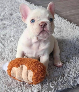 Photo №1. french bulldog - for sale in the city of Bamberg | 380$ | Announcement № 118274