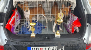 Additional photos: Basenji puppies cheap