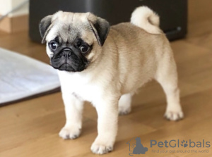 Photo №1. pug - for sale in the city of Warsaw | negotiated | Announcement № 105580