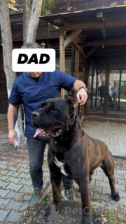 Photo №1. cane corso - for sale in the city of Bayroit | 599$ | Announcement № 175106
