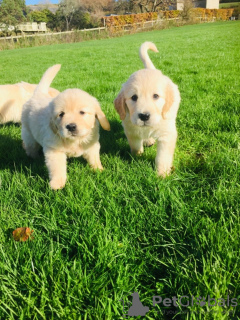 Photo №1. golden retriever - for sale in the city of Munich | 423$ | Announcement № 124663