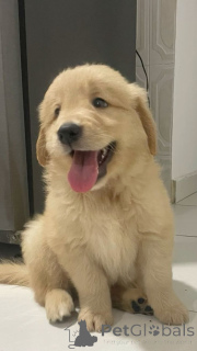 Photo №2 to announcement № 168090 for the sale of labrador retriever - buy in Germany private announcement