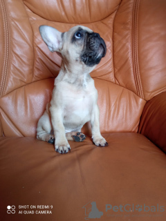 Photo №1. french bulldog - for sale in the city of Торревьеха | 769$ | Announcement № 13327