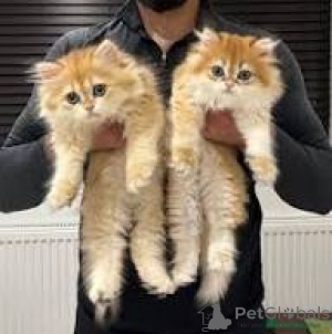 Photo №1. british longhair - for sale in the city of Marseilles | 516$ | Announcement № 165939