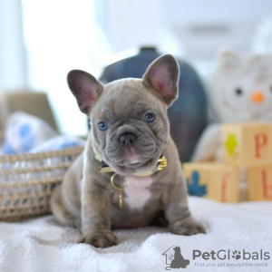 Photo №1. french bulldog - for sale in the city of Geneva | negotiated | Announcement № 97367