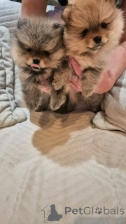 Photo №1. pomeranian - for sale in the city of Aarau | Is free | Announcement № 175234
