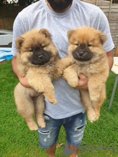 Photo №1. chow chow - for sale in the city of Karlsruhe | negotiated | Announcement № 32016