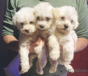 Photo №1. maltese dog - for sale in the city of Copenhague | negotiated | Announcement № 40432