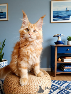 Photo №1. maine coon - for sale in the city of Moscow river | 835$ | Announcement № 169055