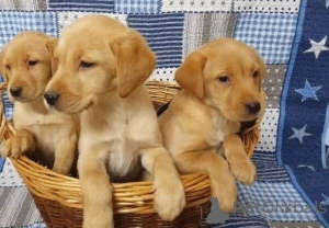 Photo №1. labrador retriever - for sale in the city of Goslar | 361$ | Announcement № 171460