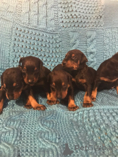 Photo №1. dobermann - for sale in the city of Bai-Mar | negotiated | Announcement № 160029