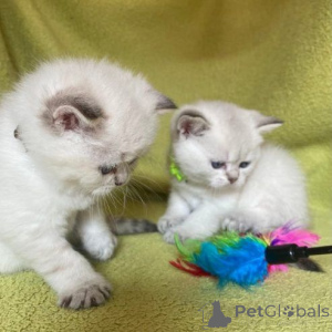 Photo №1. ragdoll - for sale in the city of Günzburg | 329$ | Announcement № 149166
