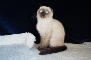 Photo №1. scottish fold - for sale in the city of Dnipro | 100$ | Announcement № 5865