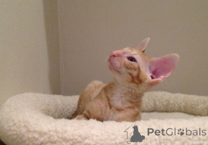 Photo №2 to announcement № 173221 for the sale of cornish rex - buy in Croatia private announcement, breeder