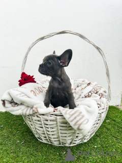 Photo №1. french bulldog - for sale in the city of Sremska Mitrovica | negotiated | Announcement № 114220