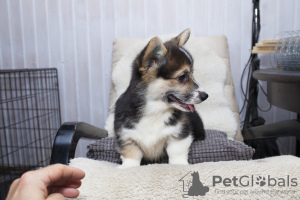 Photo №2 to announcement № 84516 for the sale of welsh corgi - buy in Russian Federation breeder