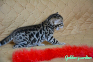 Photo №4. I will sell bengal cat in the city of Velikiy Novgorod. private announcement, from nursery - price - 266$