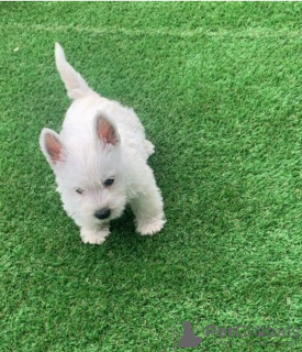 Photo №1. west highland white terrier - for sale in the city of Uppsala | negotiated | Announcement № 97897