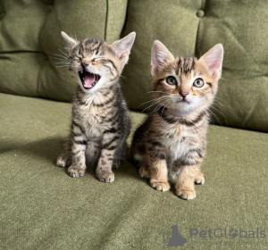 Photo №1. bengal cat - for sale in the city of Buffalo | 220$ | Announcement № 83952