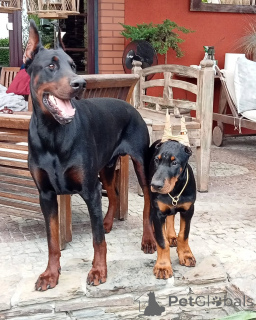 Photo №1. dobermann - for sale in the city of Leipzig | 847$ | Announcement № 148999