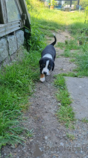 Photo №1. appenzeller sennenhund - for sale in the city of Aalen | 329$ | Announcement № 147550