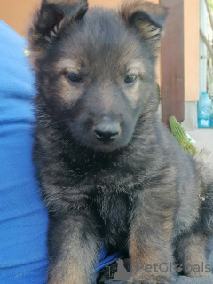 Photo №1. german shepherd - for sale in the city of Бачка-Паланка | Is free | Announcement № 97971