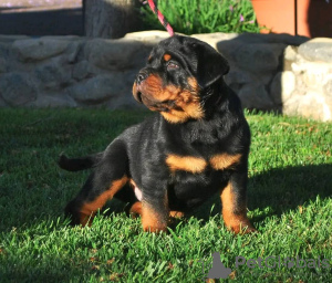 Photo №3. Rottweiler Puppies. Sweden