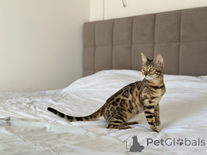 Photo №1. bengal cat - for sale in the city of Kansas City | negotiated | Announcement № 139149