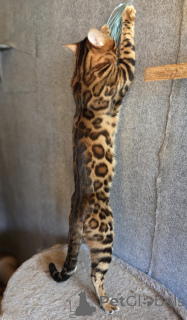 Photo №2. Mating service bengal cat. Price - negotiated