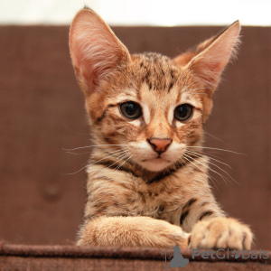 Photo №1. savannah cat - for sale in the city of Москва | negotiated | Announcement № 20751