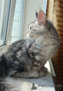 Photo №2 to announcement № 149173 for the sale of maine coon - buy in Russian Federation from nursery