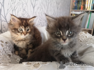 Photo №4. I will sell maine coon in the city of Гронинген. private announcement - price - 370$