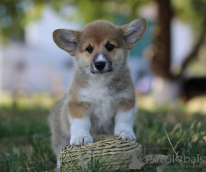 Photo №1. welsh corgi - for sale in the city of Москва | 591$ | Announcement № 11635