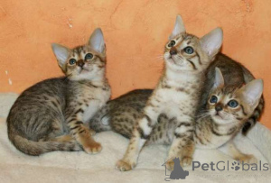 Photo №1. savannah cat - for sale in the city of Antwerp | Is free | Announcement № 172455