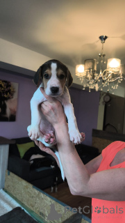 Photo №4. I will sell russian hound in the city of Hamburg. private announcement - price - 2$