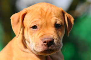 Photo №1. american pit bull terrier - for sale in the city of Kiev | 650$ | Announcement № 6908