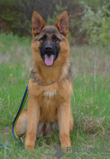 Photo №1. german shepherd - for sale in the city of New York | 600$ | Announcement № 79839