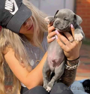 Photo №2 to announcement № 165304 for the sale of staffordshire bull terrier - buy in France breeder