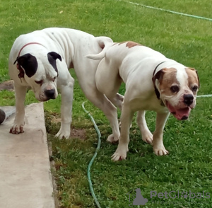 Additional photos: American bulldog