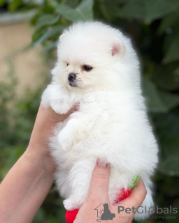 Photo №2 to announcement № 121533 for the sale of pomeranian - buy in Germany private announcement