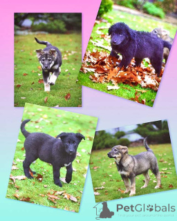 Photo №1. non-pedigree dogs - for sale in the city of Moskova | Is free | Announcement № 158292