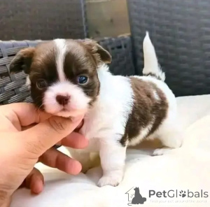 Photo №2 to announcement № 165175 for the sale of chihuahua - buy in Germany 