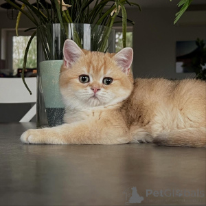 Photo №2 to announcement № 159633 for the sale of chinchilla cat - buy in Germany breeder
