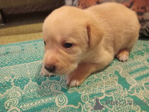 Photo №3. Puppy. Russian Federation