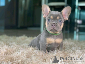 Photo №3. Adorable French bulldog Puppies for free adoption. Germany