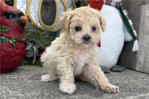 Photo №1. poodle (toy) - for sale in the city of Achenkircch | 361$ | Announcement № 170127