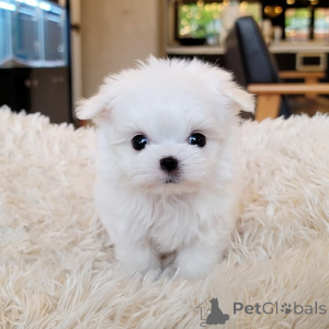 Photo №1. maltese dog - for sale in the city of San Domino | 774$ | Announcement № 163505