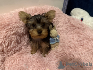 Photo №2 to announcement № 133374 for the sale of yorkshire terrier - buy in Germany private announcement