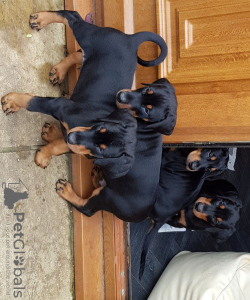 Photo №1. dobermann - for sale in the city of Москва | 317$ | Announcement № 36949