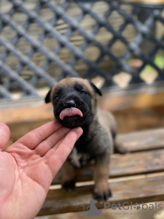 Additional photos: Belgian Shepherd puppies